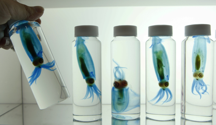 Transparent specimens of squids are displayed at Design Festa in Tokyo