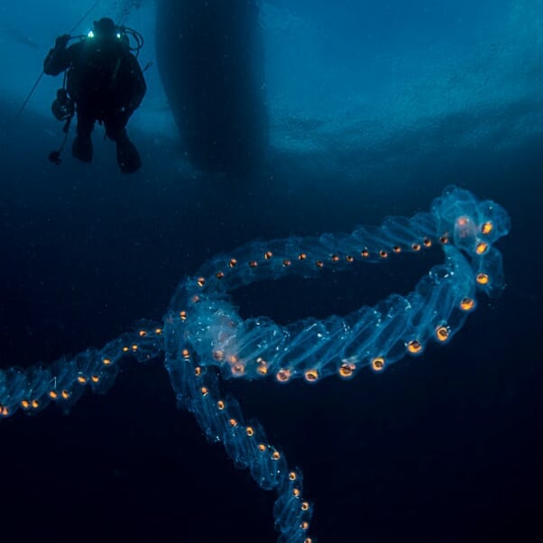 A chain of Salpa Maxima creatures bonded together