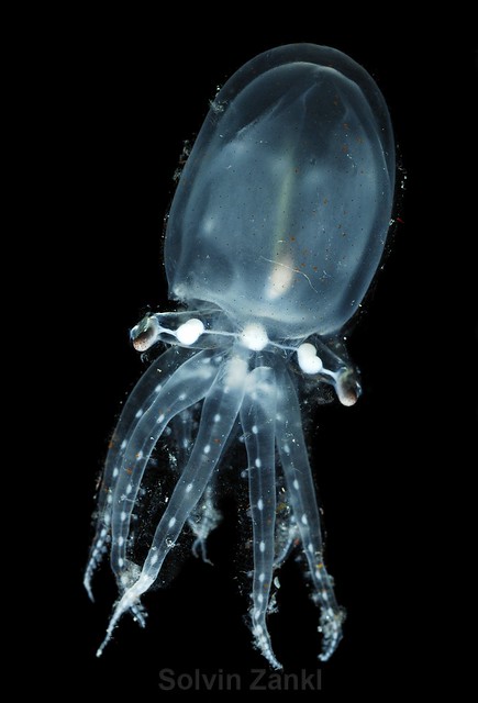 The Glass Octopus or Vitreledonella Richardi
