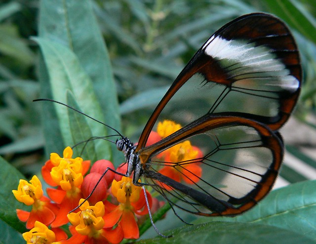 The Glasswing Butterfly