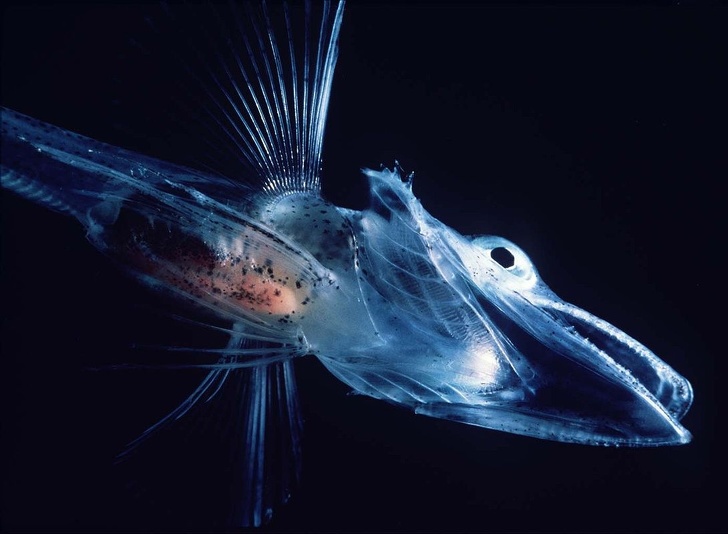 The Icefish