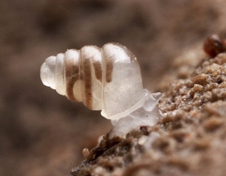 The Snail with the semi-transparent shell