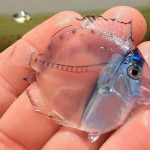 The Transparent Juvenile Surgeon fish
