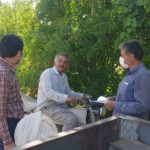 عملیات مبارزه با سن غلات در مزارع کاشان
